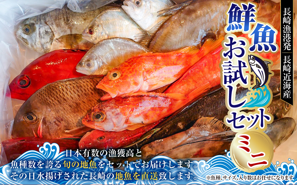 長崎漁港発！長崎近海産鮮魚お試しセット (ミニ) ／ 魚 魚介 鮮魚 海鮮 海産物 刺身 セット 地魚 詰め合わせ 詰合せ つめあわせ 大将農園 長崎県 長崎市 【2025年9月下旬～12月下旬迄発送予定】