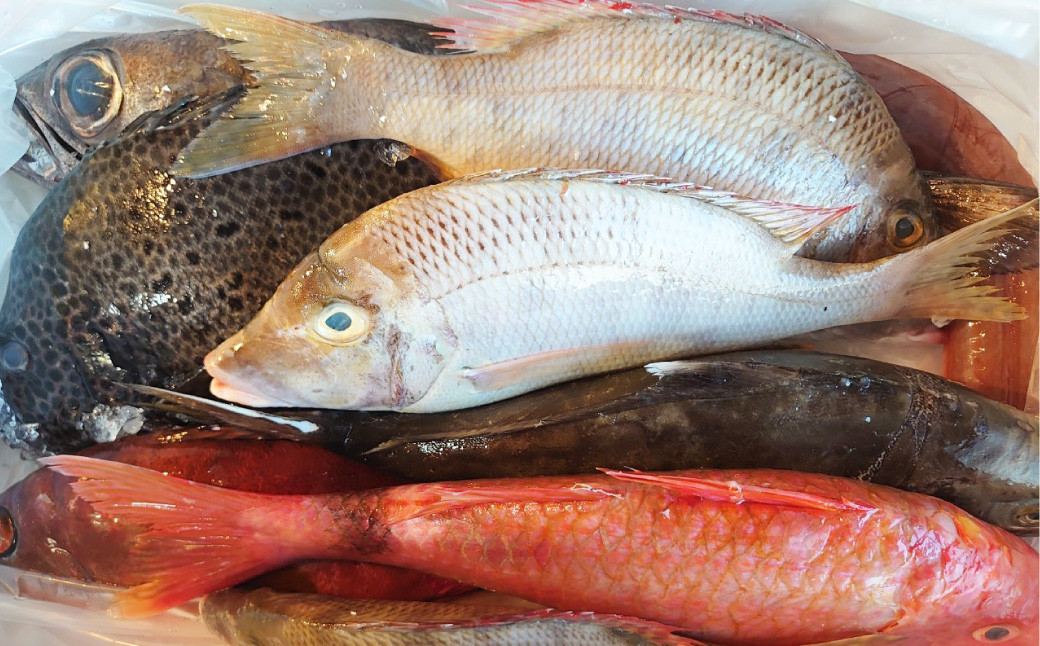 長崎漁港発！長崎近海産旬の鮮魚セット (中) ／ 魚 魚介 鮮魚 海鮮 海産物 刺身 セット 地魚 詰め合わせ 詰合せ つめあわせ 大将農園 長崎県 長崎市