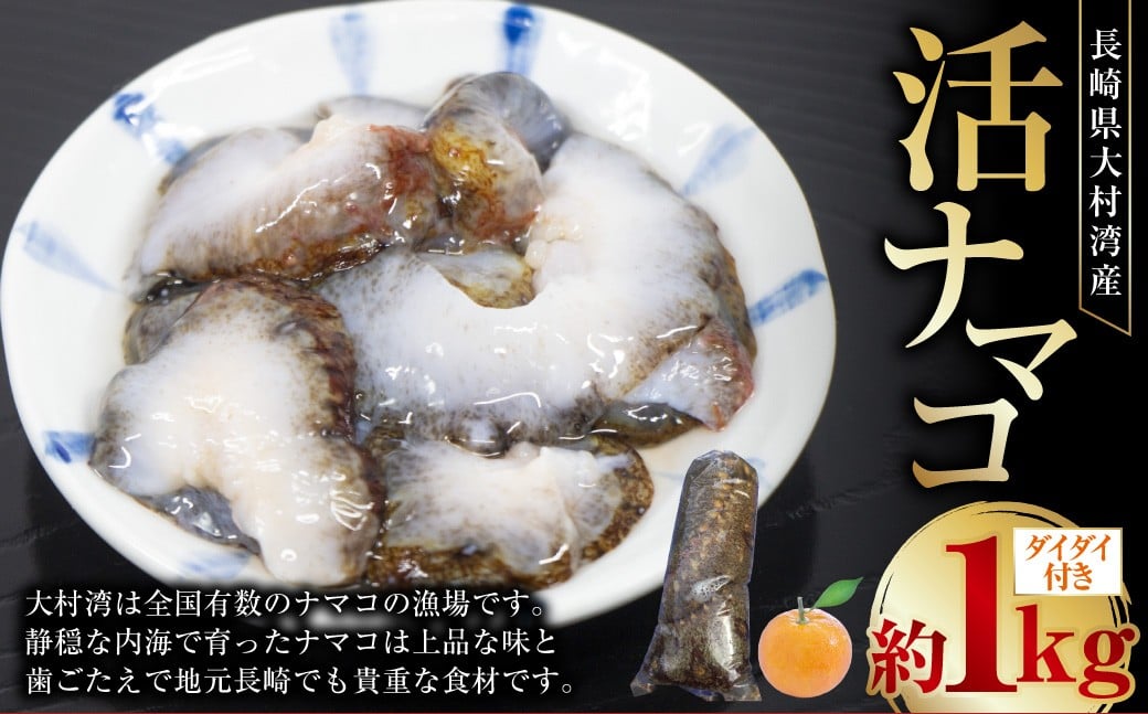 長崎県産 大村湾 活ナマコ 約1kg （ダイダイ付き） 【2025年12月上旬～2026年1月下旬迄発送予定】 ／ なまこ ナマコ 海鼠 海鮮 魚介類 長崎県産 国産 長崎県 長崎市 冷蔵