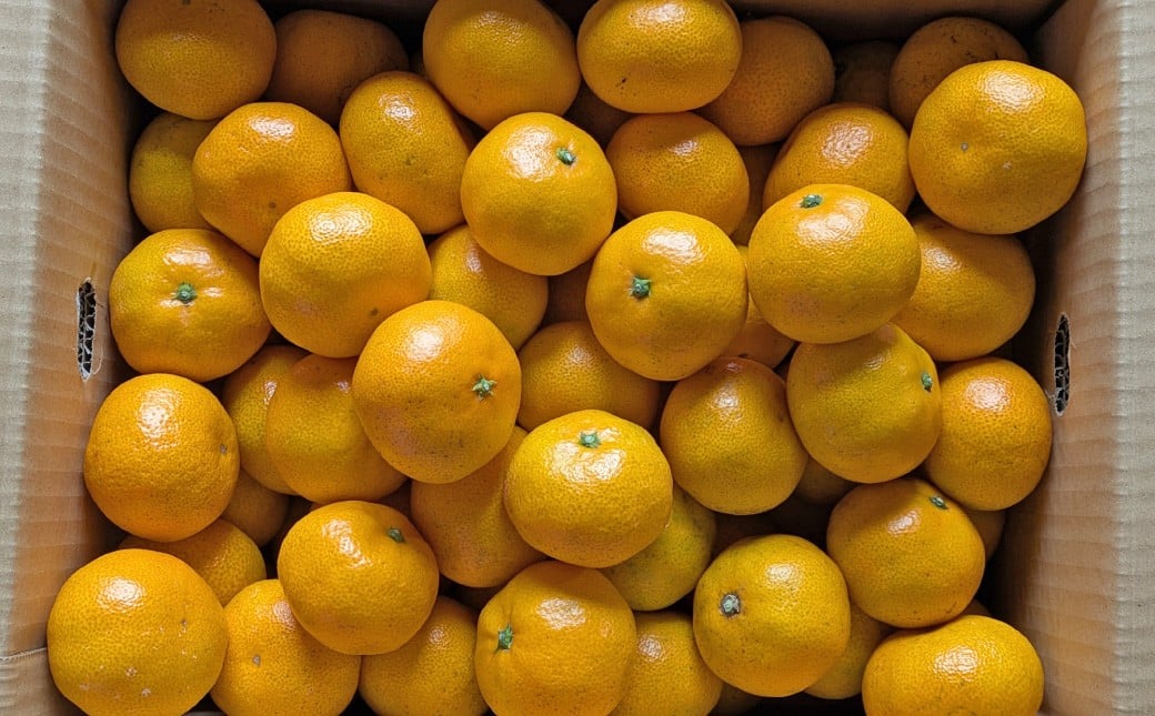 ★受付期間限定★【樹上完熟】 長崎みかん （普通温州） 約3kg 温州蜜柑 温州みかん 蜜柑 みかん ミカン 果物 果実 フルーツ 完熟 長崎県 長崎市 常温 【2025年12月下旬～2026年1月下旬発送予定】