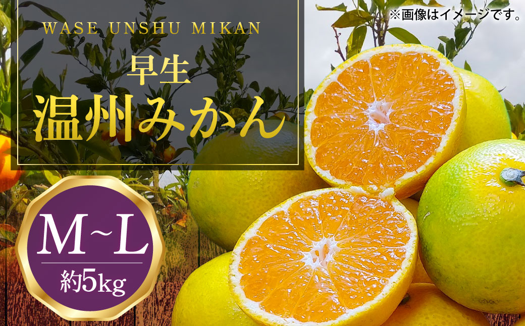 長崎県産 早生温州みかん M〜Lサイズ 5kg ／ 果物 フルーツ 柑橘 蜜柑 ミカン みかん 温州みかん 早生 Mサイズ〜Lサイズ 国産 大将農園 長崎県 長崎市 【2025年11月下旬〜2026年1月下旬迄発送予定】