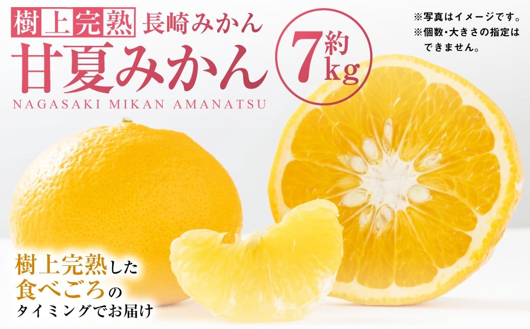 【樹上完熟】長崎みかん（ 甘夏みかん ）約7kg みかん フルーツ 甘夏 果物 くだもの ミカン 蜜柑 長崎  【2026年4月上旬-6月上旬発送予定】
