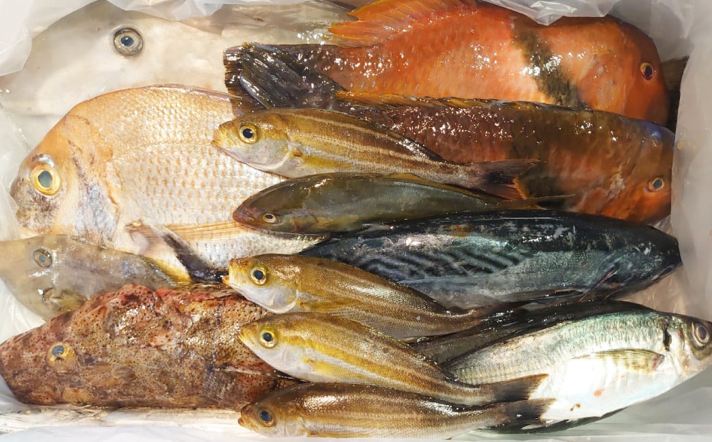 長崎漁港発！長崎近海産鮮魚セット (小) ／ 魚 魚介 鮮魚 海鮮 海産物 刺身 セット 地魚 詰め合わせ 詰合せ つめあわせ 大将農園 長崎県 長崎市