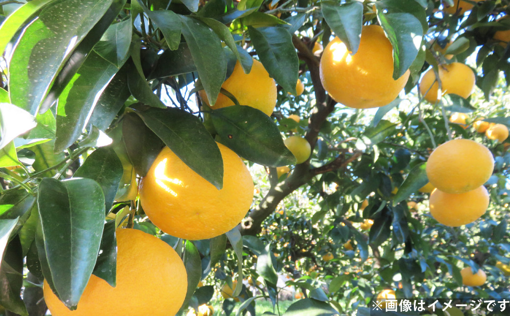 甘夏 約10kg  みかん ミカン 蜜柑 果物 フルーツ 甘夏 【2025年4月上旬-5月上旬発送予定】