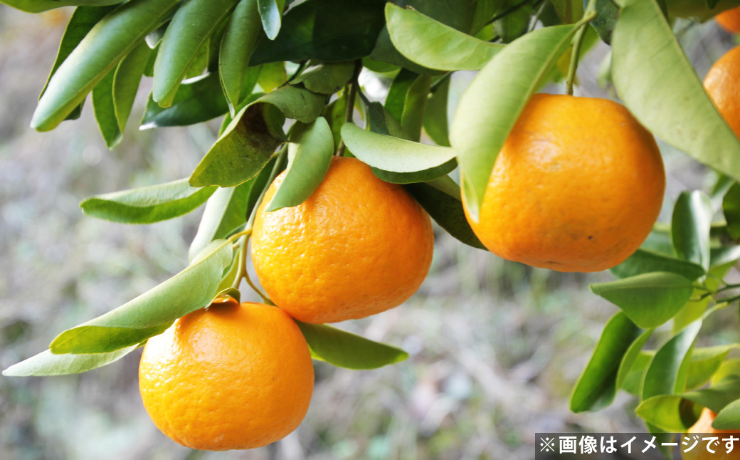 ポンカン 約3kg 柑橘 みかん ミカン 蜜柑 果物 フルーツ デザート 【2026年2月上旬-3月下旬発送予定】