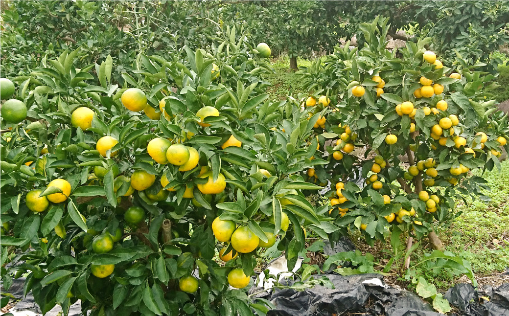 【11月下旬〜1月下旬発送】長崎県産 早生温州みかん 3S〜Sサイズ 5kg 小みかん ／ 果物 フルーツ 柑橘 蜜柑 ミカン 温州みかん 早生 小 Sサイズ 国産 大将農園 長崎県 長崎市