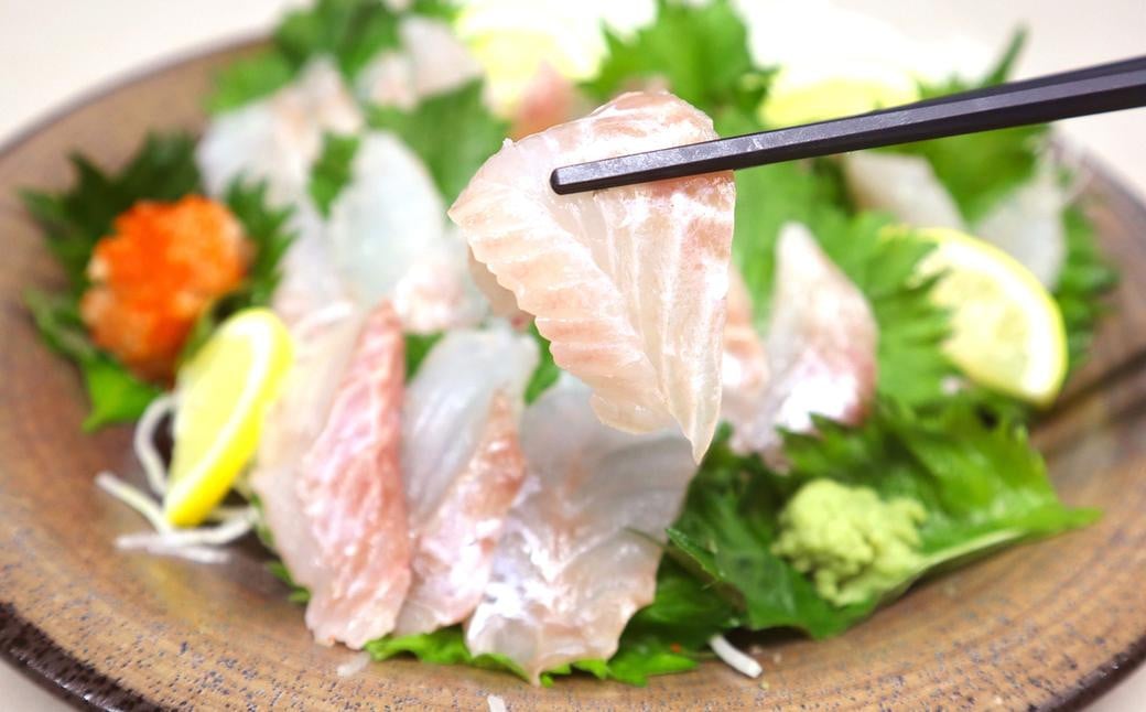 長崎の森で育てた『幻のクエ』 刺身用 5～6人前（1kg～2kg前後）／ 海鮮 魚介 刺身 クエ 鍋 高級魚 長崎県 長崎市