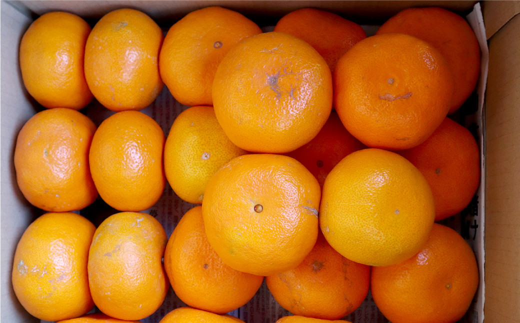 長崎県産 早生温州みかん 3S～Sサイズ 5kg 小みかん ／ 果物 フルーツ 柑橘 蜜柑 ミカン 温州みかん 早生 小 Sサイズ 国産 大将農園 長崎県 長崎市 【2025年11月下旬～12月下旬迄発送予定】