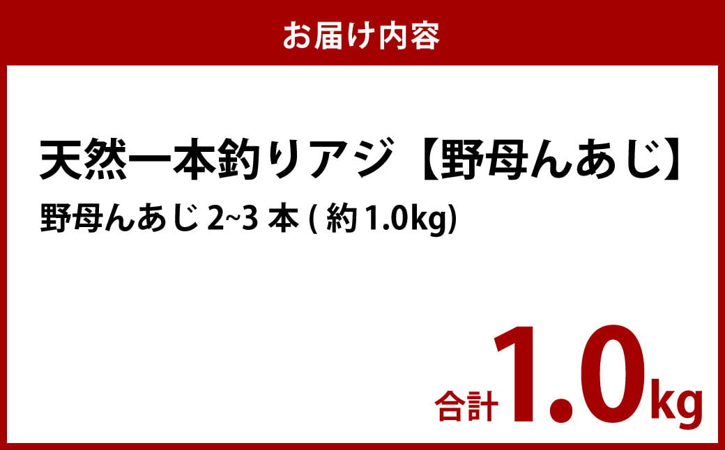 天然 一本釣り アジ【野母んあじ】 2～3本 約1kg 鯵 あじ 刺身 焼き魚 鮮魚 海産物 魚介 お魚 長崎