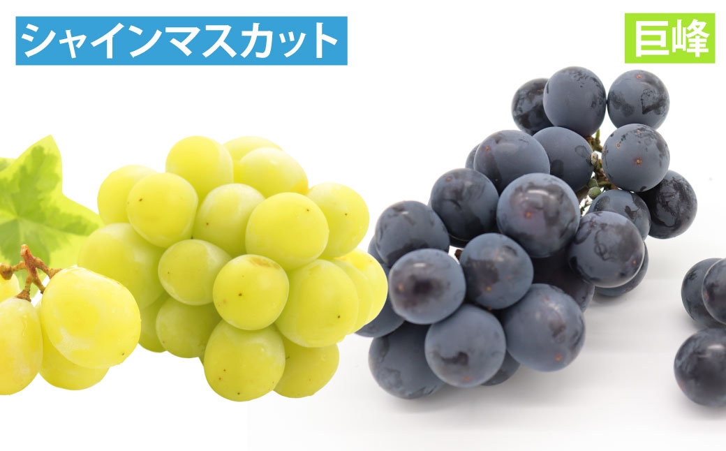 【 年7回定期便 （ 1月 ・ 2月 ・ 3月 ・ 4月 ・ 6月 ・ 8月 ・ 9月配送 ） 】 長崎 旬のフルーツ 定期便 ライト シャインマスカット ・ 巨峰 ・ ハウス桃 ・ びわ ・ 柑橘 果物 くだもの フルーツ 果実 ぶどう マスカット 桃 ビワ 柑橘類 長崎県産