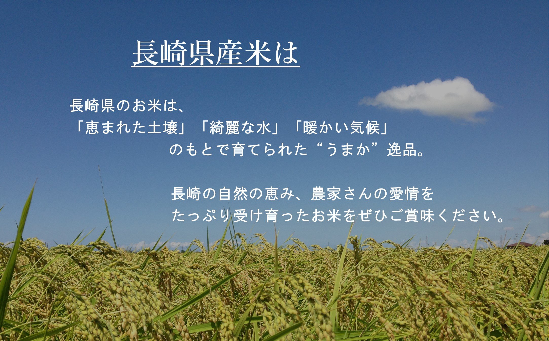 【無洗米】長崎 なつほのか 計20kg（5kg×4袋）  ／ お米 米 こめ コメ