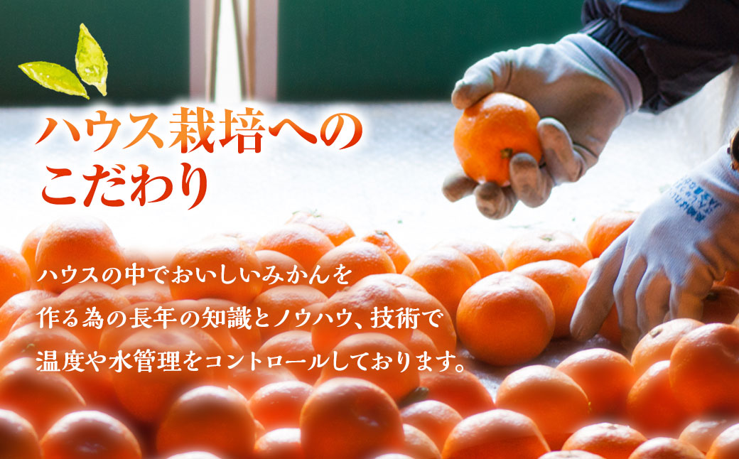 å
è¡äºçŽ äžç¥ç« çŽ3kgã»ãã ïŒ å£ç¯éå® ææ© ããã〠ããã¬ã ãã«ãŒã æç© é·åŽç é·åŽåž éäžææš¹å ãªã³ã©ã€ã³æ±ºæžéå® ã¢ãã¿ãŒä¿èšŒ ã2026幎3æäžæ¬-äžæ¬è¿çºéäºå®ã