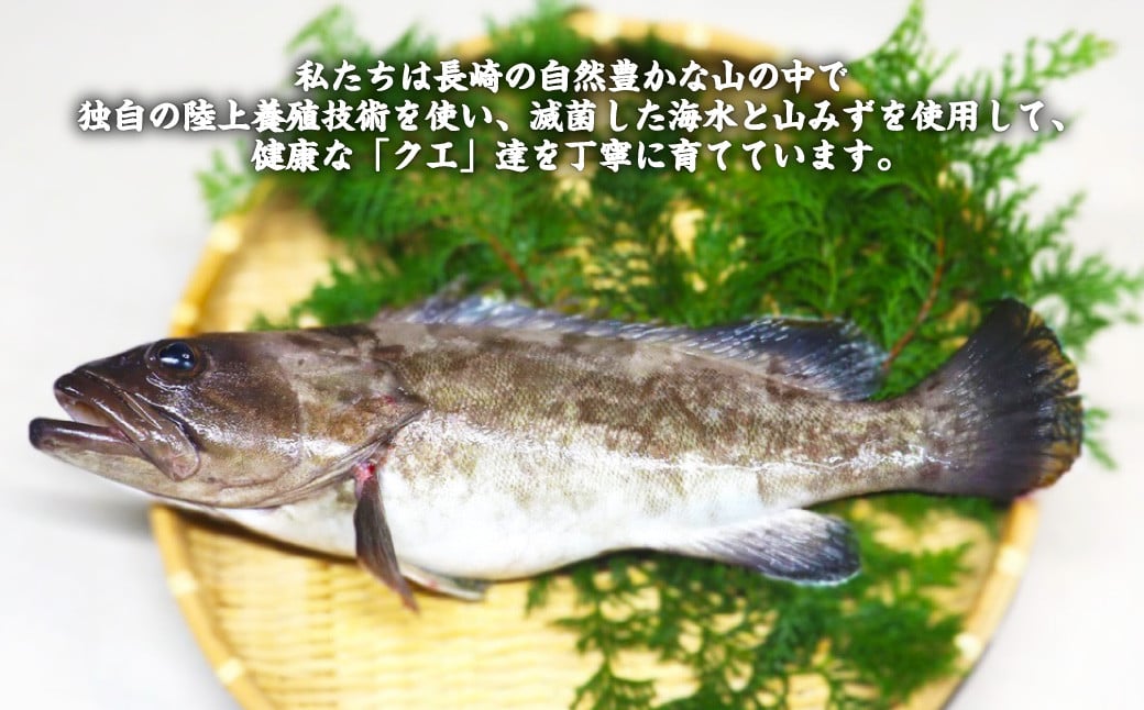 長崎の森で育てた『幻のクエ』 鍋用 約500g 2～3人前×2セット くえ 海鮮 魚介類 魚 お魚