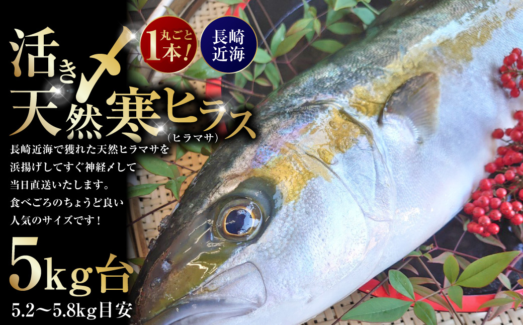 丸ごと1本！長崎近海 活き〆天然寒ヒラス (ヒラマサ) 5kg台 (5.2〜5.8kg) ／ 魚 魚介 鮮魚 海鮮 天然 ヒラマサ ヒラス 刺身 大将農園 長崎県 長崎市 【2025年9月下旬～2026年2月下旬迄発送予定】