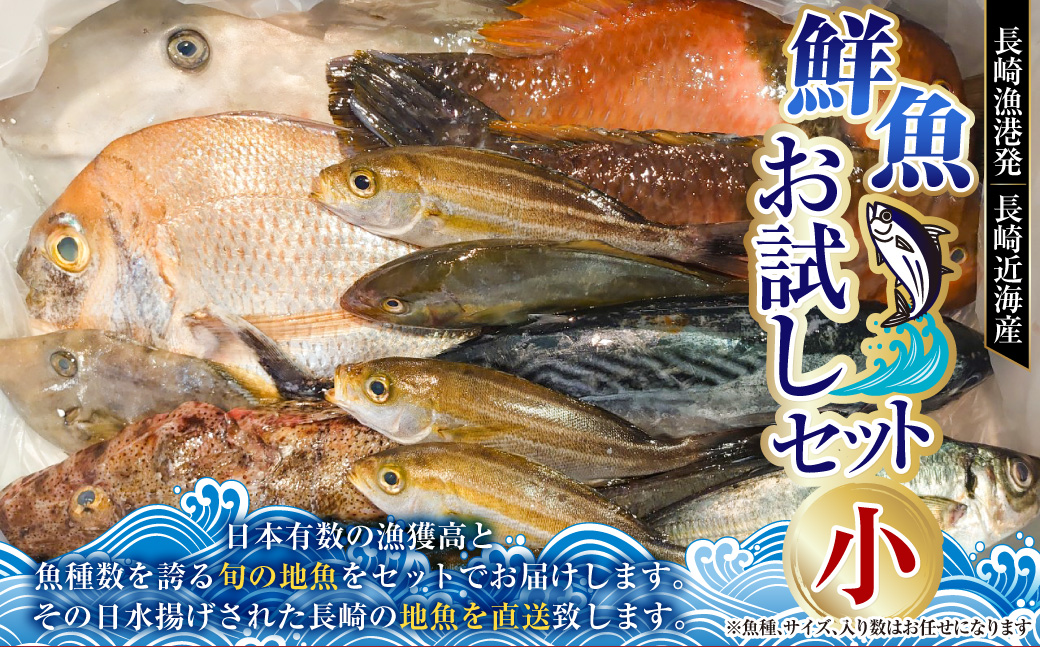 長崎漁港発！長崎近海産鮮魚セット (小) ／ 魚 魚介 鮮魚 海鮮 海産物 刺身 セット 地魚 詰め合わせ 詰合せ つめあわせ 大将農園 長崎県 長崎市 【2025年9月下旬～12月下旬迄発送予定】