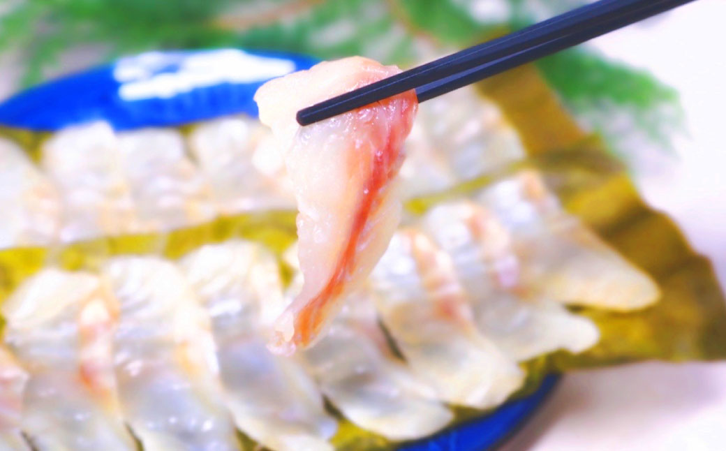 長崎の森で育てた『幻のクエ』昆布〆 刺身用  5～6人前 (1kg～2kg前後) ／ 魚 海鮮 魚介類 高級魚 クエ  刺身 刺し身 頭付き 長崎県 長崎市