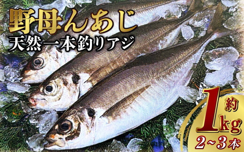 天然 一本釣り アジ【野母んあじ】 2～3本 約1kg 鯵 あじ 刺身 焼き魚 鮮魚 海産物 魚介 お魚 長崎