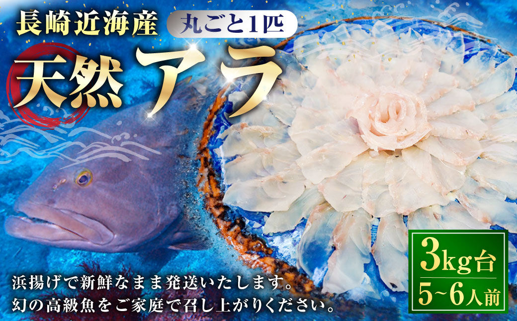 丸ごと1匹お届け！長崎近海 天然アラ (クエ) 3kg台 (3.2～3.8kg、5～6人前) ／ 魚 鮮魚 魚介 海鮮 高級魚 くえ あら 血抜き 鍋 刺身 大将農園 長崎県 長崎市 【2025年9月下旬～2026年2月下旬迄発送予定】