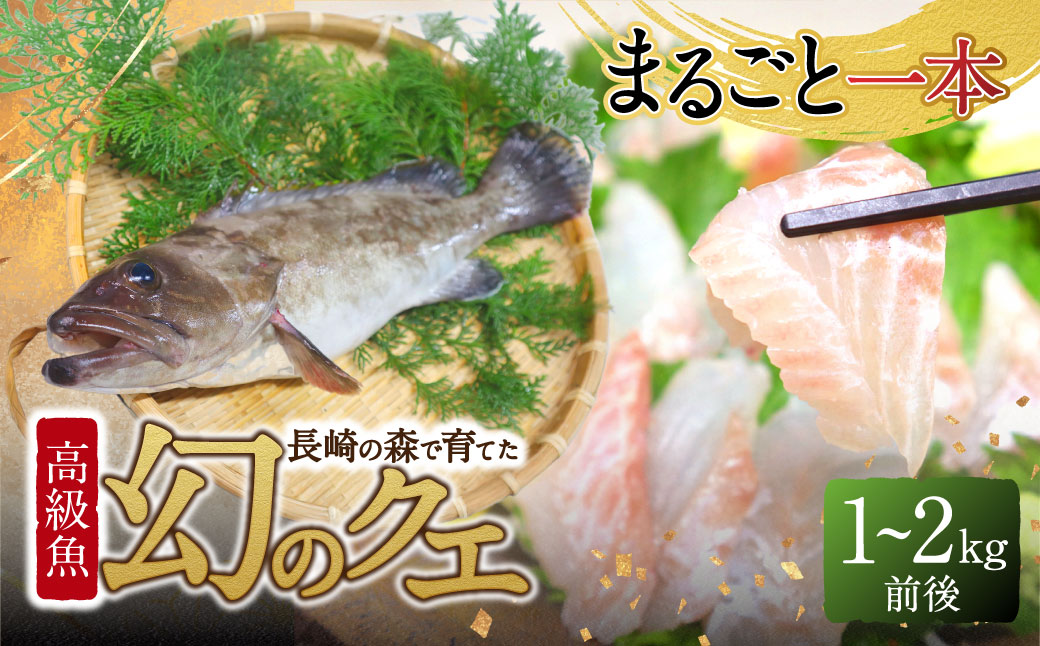 長崎の森で育てた『幻のクエ』 まるごと 一本(1kg～2kg前後)／ 海鮮 魚介 刺身 クエ 鍋 高級魚 長崎県 長崎市