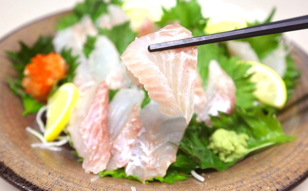 長崎の森で育てた『幻のクエ』 【セット】刺身用 5～6人前、鍋用 5～6人前（1kg～2kg前後×2）／ 計2kg～4kg前後 海鮮 魚介 高級魚 刺身 鍋 セット クエ 養殖 長崎県 長崎市