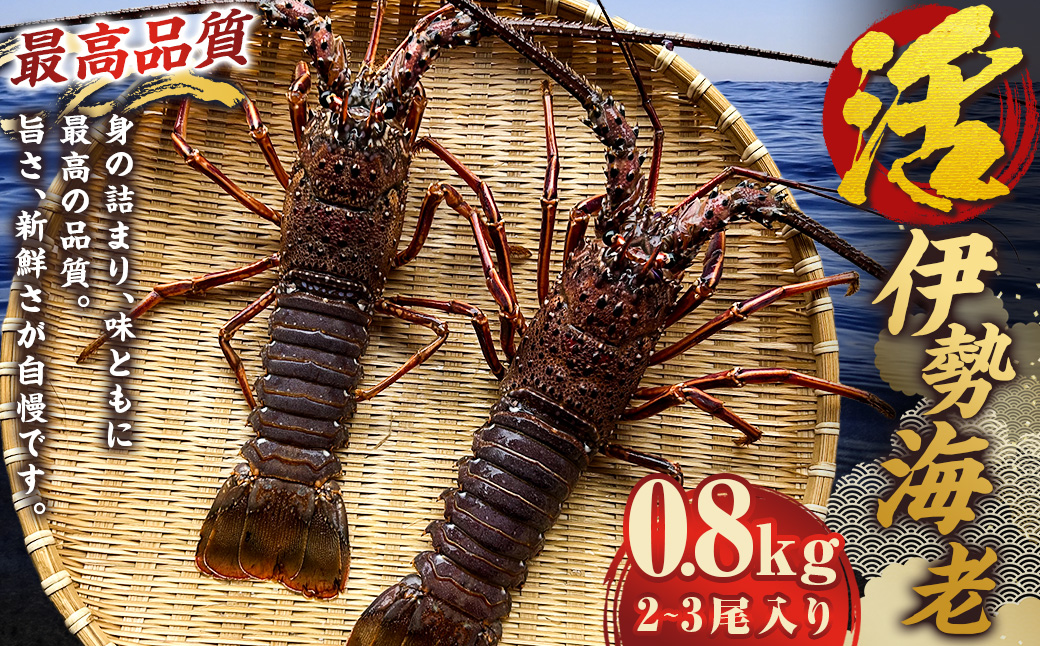 活 伊勢海老 (イセエビ)  2～3尾入り 800g  伊勢エビ エビ 海老 新鮮