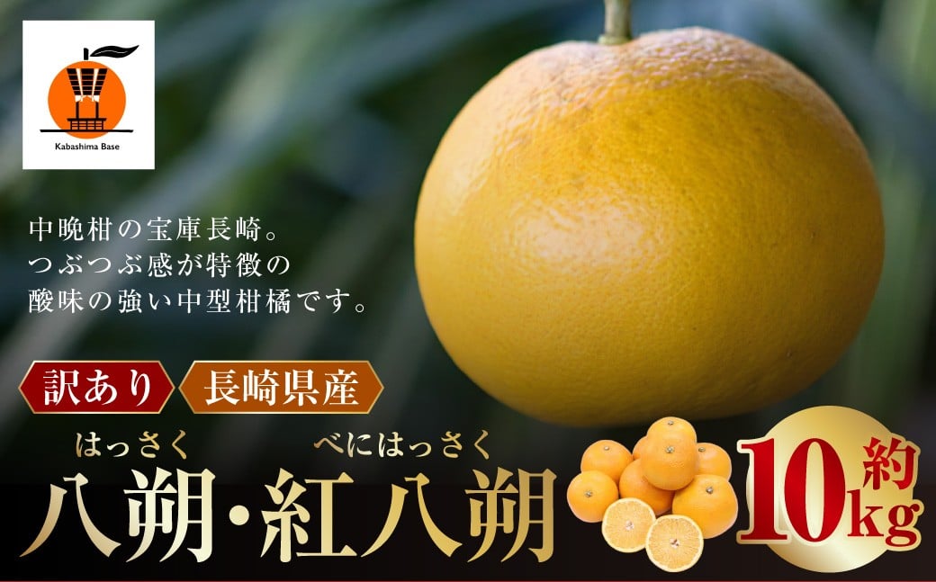 【訳あり】 長崎県産 八朔 ・ 紅八朔 約10kg 【2026年2月上旬～3月上旬迄発送予定】 ／ はっさく 紅はっさく 柑橘 柑橘類 みかん フルーツ 果物 くだもの 国産フルーツ 規格外品 訳アリ 訳あり 国産 長崎県 長崎市 常温