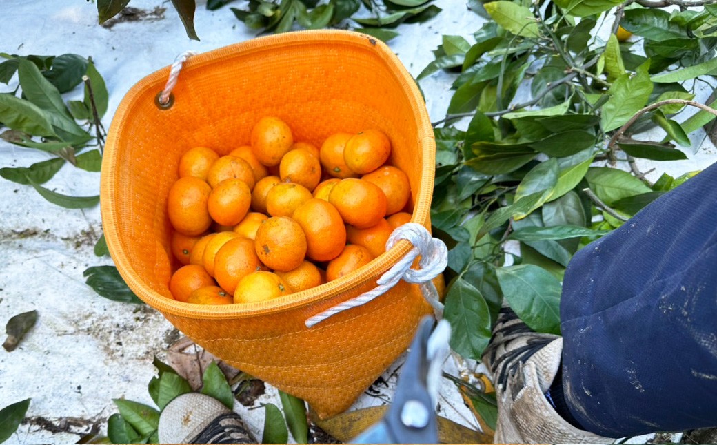 先行予約 長崎県産温州みかん （ ご家庭用 ） 約3kg ／ アフター保証 フルーツ 蜜柑 国産 長崎県産 柑橘系 くだもの 果物 【2026年11月上旬～12月下旬発送予定】