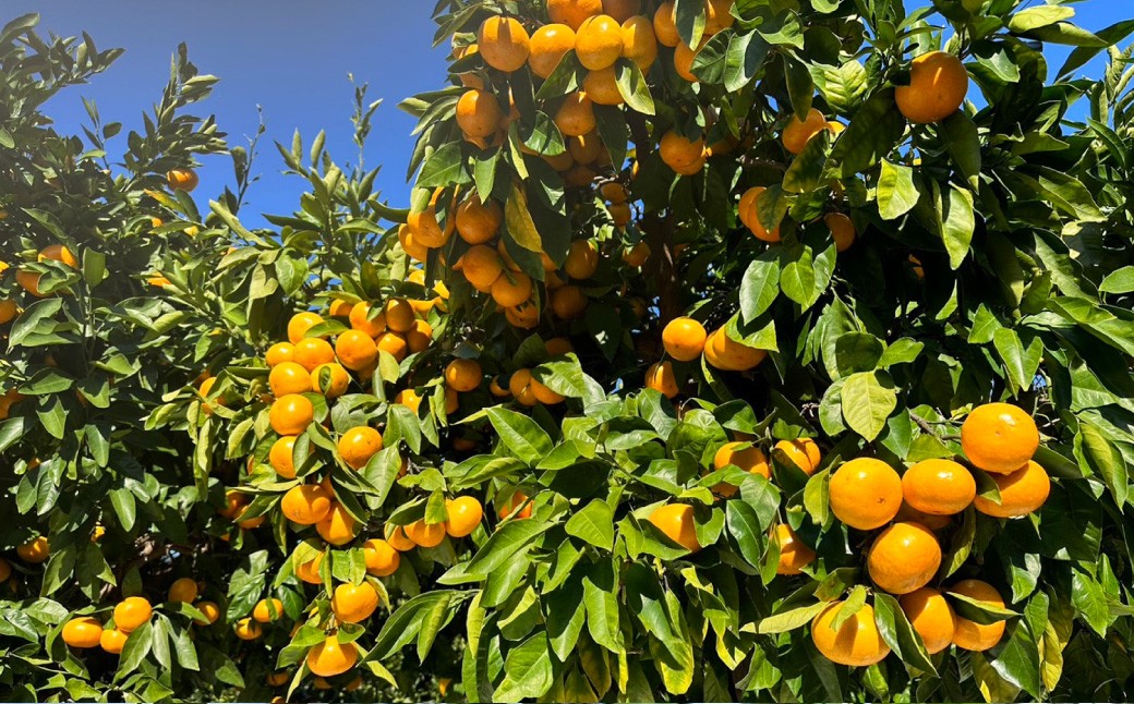 先行予約 長崎県産温州みかん （ ご家庭用 ） 約3kg ／ アフター保証 フルーツ 蜜柑 国産 長崎県産 柑橘系 くだもの 果物 【2026年11月上旬～12月下旬発送予定】