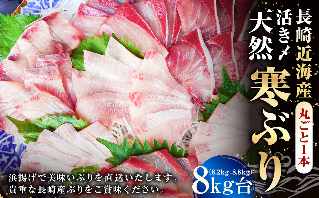 長崎近海 活き〆天然寒ぶり8kg台 (8.2kg〜8.8kg) 丸ごと1本！！ ／ 魚 海産物 魚介 鮮魚 海鮮 ブリ ぶり 鰤 天然 ブリしゃぶ 刺身 大将農園 長崎県 長崎市 【2025年9月下旬～2026年2月下旬迄発送予定】