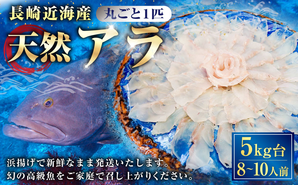 丸ごと1匹お届け！長崎近海 天然アラ (クエ) 5kg台 (5.2〜5.8kg、8〜10人前) ／ 魚 鮮魚 魚介 海鮮 高級魚 くえ あら 血抜き 鍋 刺身 大将農園 長崎県 長崎市 【2025年9月下旬～2026年2月下旬迄発送予定】