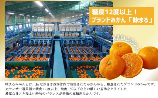 【 早期受付 】 西海みかん ｢ 味まる ｣ 5kg 産地直送 ブランドみかん 糖度 12度以上 新鮮 家庭用 温州みかん 佐世保みかん フルーツ 柑橘 オレンジ デザート ジュース ゼリー JA西海 長崎県 佐世保市