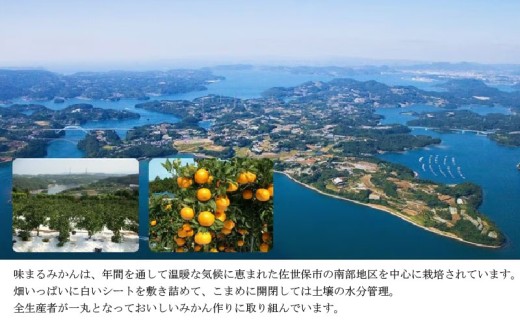 【 早期受付 】 【 12月発送 】 西海みかん ｢ 味まる ｣ 3kg 産地直送 ブランドみかん 糖度 12度以上 新鮮 家庭用 温州みかん 佐世保みかん フルーツ 柑橘 オレンジ デザート ジュース ゼリー JA西海 長崎県 佐世保市