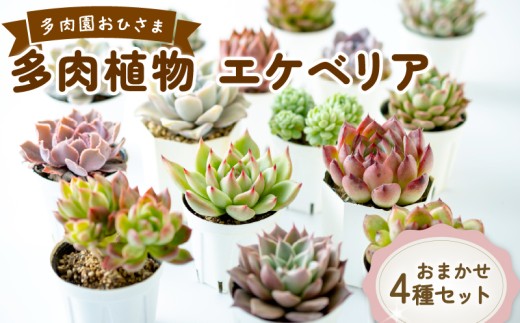 【 産地直送 】 エケベリア 4苗 セット 国産 多肉植物 観葉植物 植物 鑑賞 多肉園 おひさま 長崎県 佐世保市