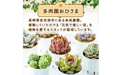ã ç£å°çŽé ã ãšã±ããªã¢ 4è ã»ãã åœç£ å€èæ€ç© èŠ³èæ€ç© æ€ç© éè³ å€èå ãã²ã㟠é·åŽç äœäžä¿åž
