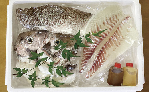 九十九島産 真鯛 フィーレ 3枚 セット 1.8～2.2kg 下処理済 新鮮 産地直送  鯛 タイ 鮮魚 刺身  鯛鍋 鯛飯 鯛茶漬け 一成水産 長崎県 佐世保市