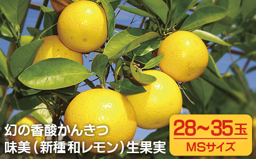 【 希少種 】 和 レモン 「 みよし 」 3kg 産地直送 新鮮 国産 レモン 檸檬 柑橘 フルーツ 生 果物 果実 くだもの デザート ジュース や スイーツ にオススメ 長崎県 佐世保市