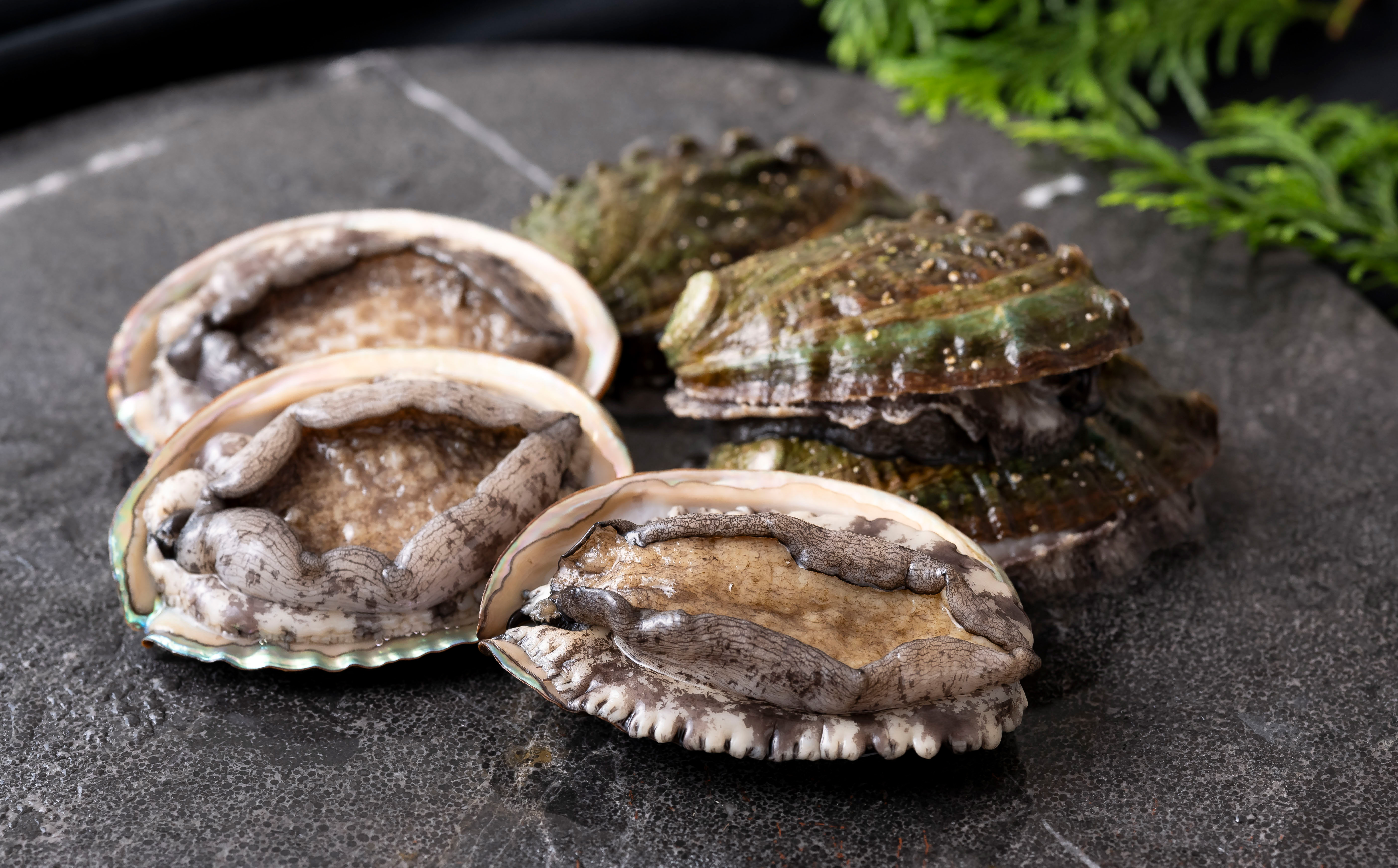 A508 翠巡(すいじゅん)完全養殖佐世保産あわび10個