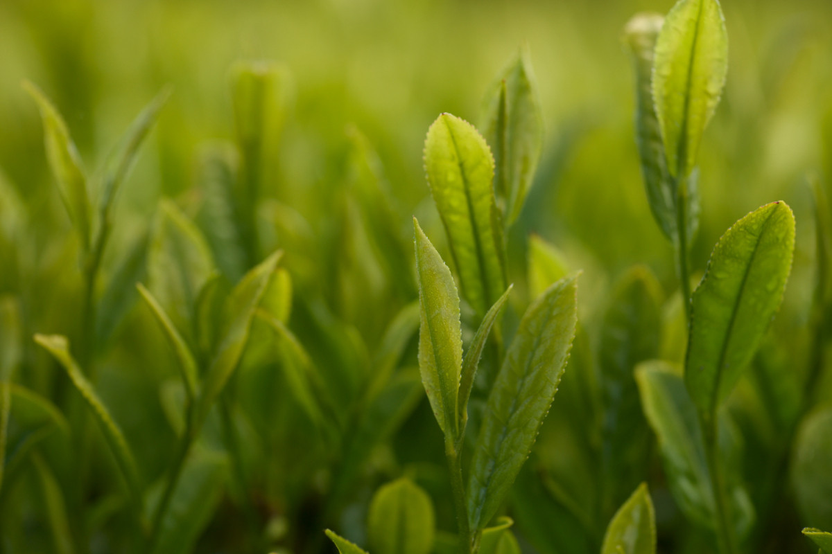 【黄綬褒章受章！飲み比べ】無農薬 で人気のお煎茶3種セット