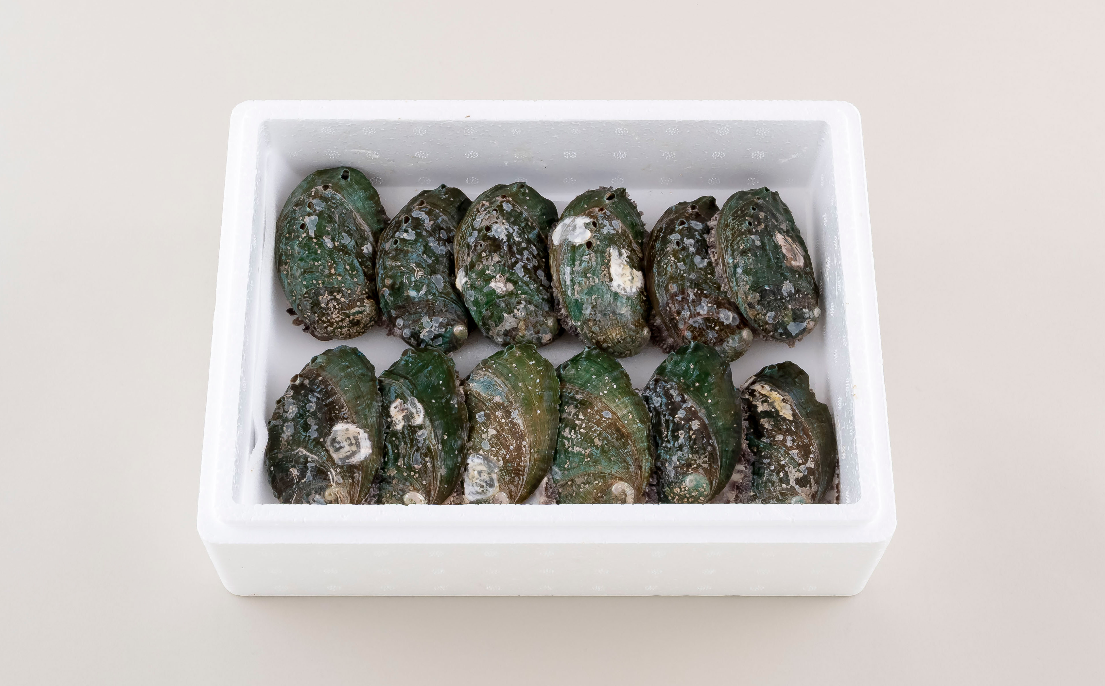 A501 九十九島活あわび(900g)養殖