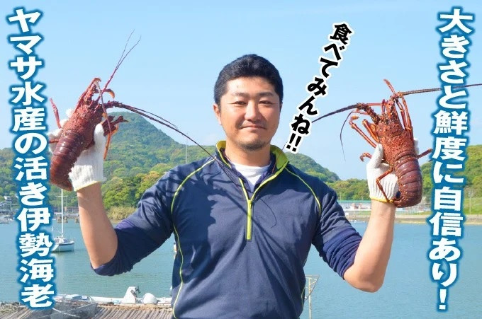 長崎県産活き大伊勢海老1尾