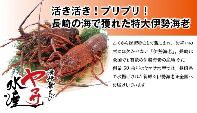 長崎県産活き大伊勢海老1尾