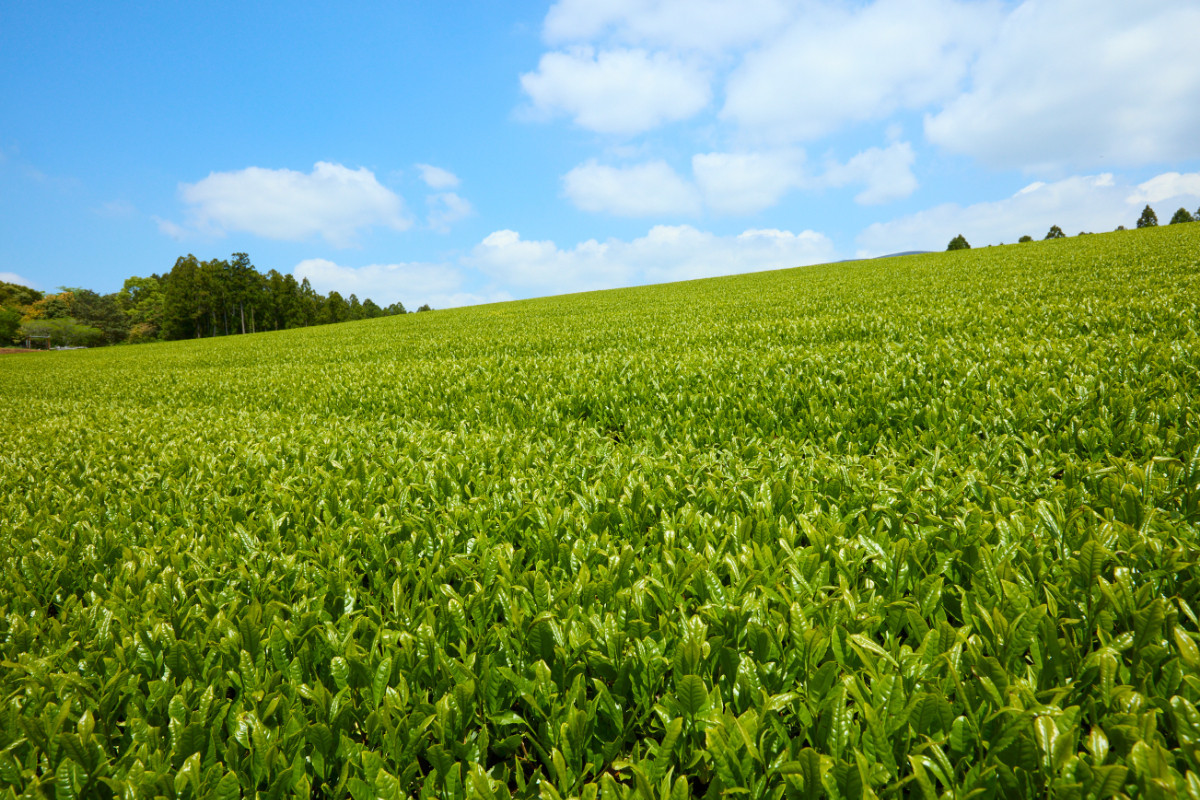 【黄綬褒章受章！飲み比べ】無農薬 で人気のお煎茶3種セット