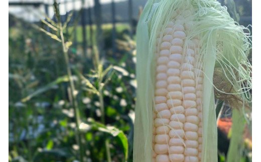 BF113 10月下旬から出荷！「幻の朝どれホワイトコーン！」Lサイズ以上×5本セット【全国的にも珍しい秋季出荷】