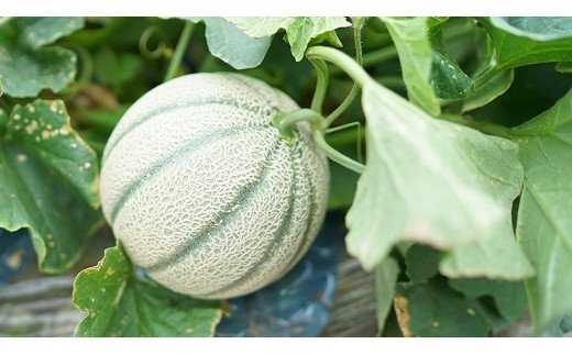 CF108【令和8年度出荷分】マルセイユメロン～島原風香～（4L×2玉）[農事組合法人　『舞岳の里』生産組合 長崎県 島原市 CF108] メロン 赤肉 果物 くだもの フルーツ 産地直送