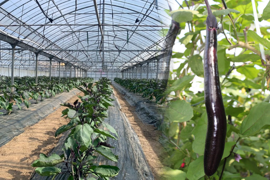 BF003【令和8年度出荷分】皮までおいしい！島原 大長ナス 3kg [ なす ナス 茄子 なすび 野菜 長ナス 天ぷら 焼き茄子 味噌汁 産地直送 長崎県 島原市 ]