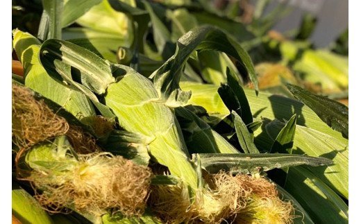 CE280【令和8年度出荷分】 5月下旬から出荷！ 朝どれ スイートコーン L×5本セット(1.8kg入) ～名水百選の里 島原産～