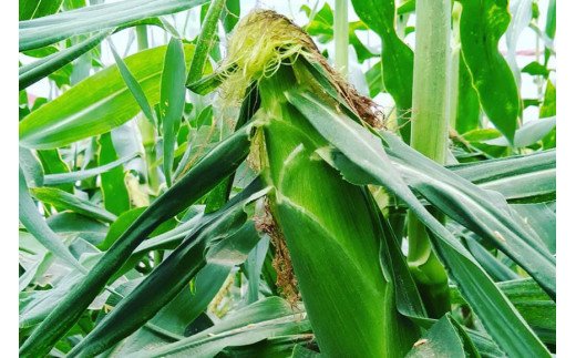 BF113 10月下旬から出荷！「幻の朝どれホワイトコーン！」Lサイズ以上×5本セット【全国的にも珍しい秋季出荷】