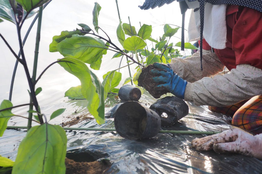 BF003【令和8年度出荷分】皮までおいしい！島原 大長ナス 3kg [ なす ナス 茄子 なすび 野菜 長ナス 天ぷら 焼き茄子 味噌汁 産地直送 長崎県 島原市 ]