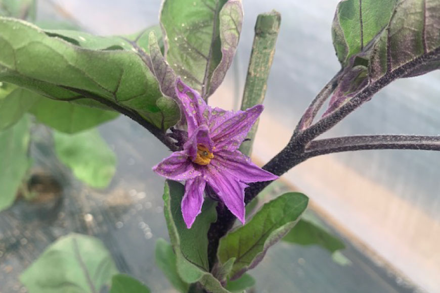 BF003【令和8年度出荷分】皮までおいしい！島原 大長ナス 3kg [ なす ナス 茄子 なすび 野菜 長ナス 天ぷら 焼き茄子 味噌汁 産地直送 長崎県 島原市 ]