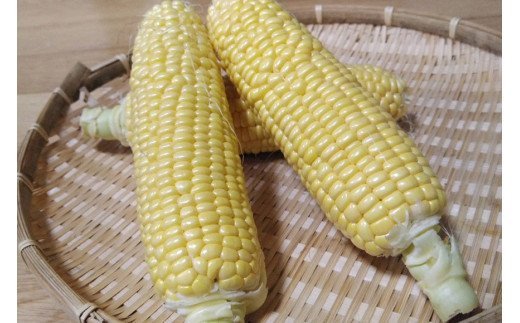 CE280【令和8年度出荷分】 5月下旬から出荷！ 朝どれ スイートコーン L×5本セット(1.8kg入) ～名水百選の里 島原産～